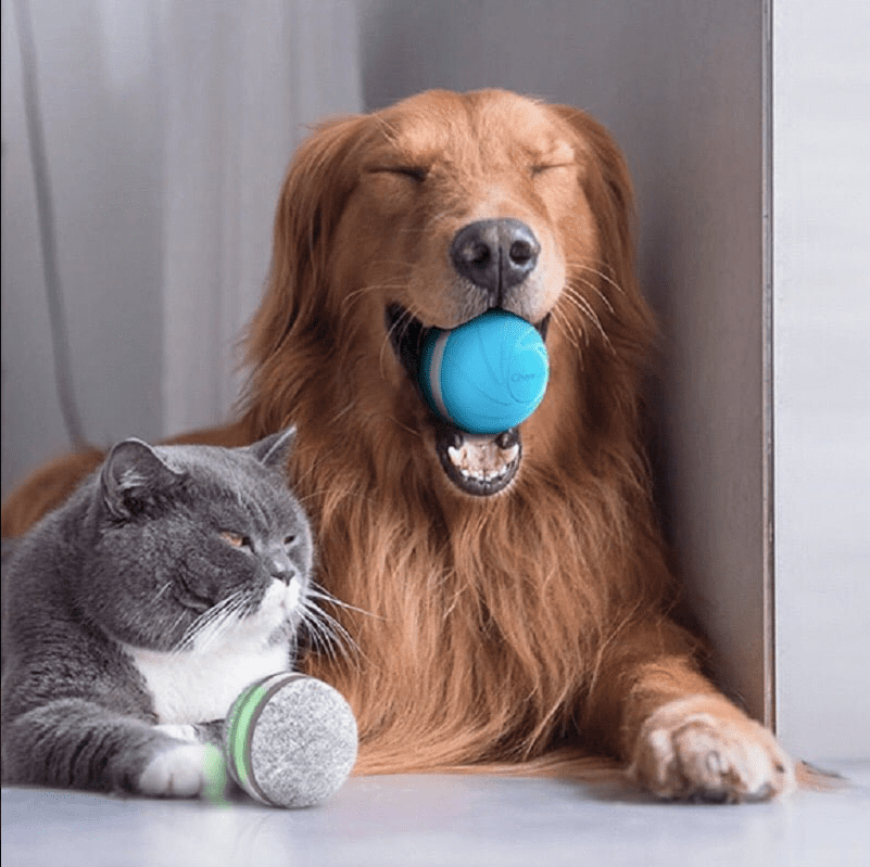 Dog playing with peppy pet ball