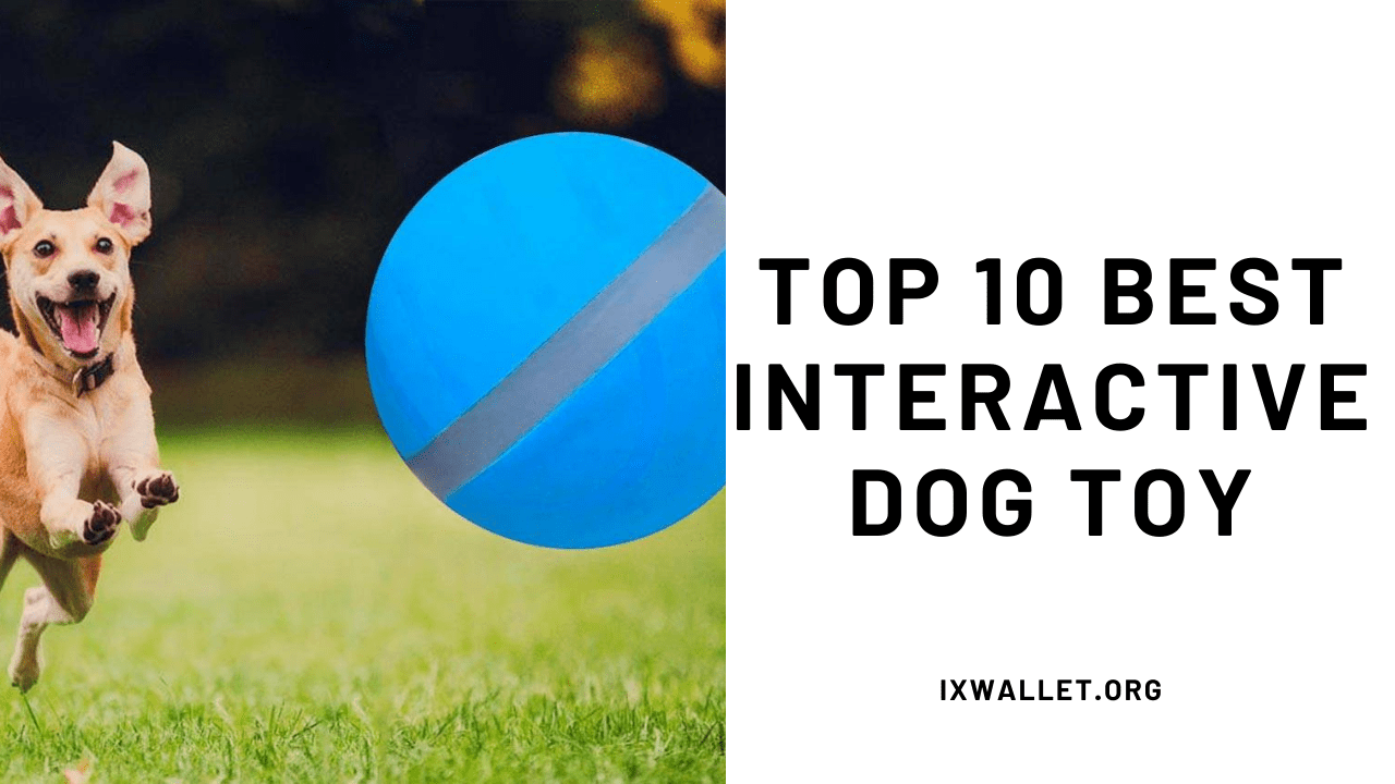 Top 10 Best Interactive Dog Toy