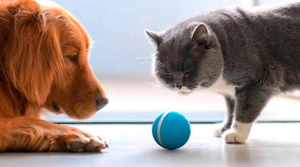 Dog and Cat playing with Zippy Pet Ball